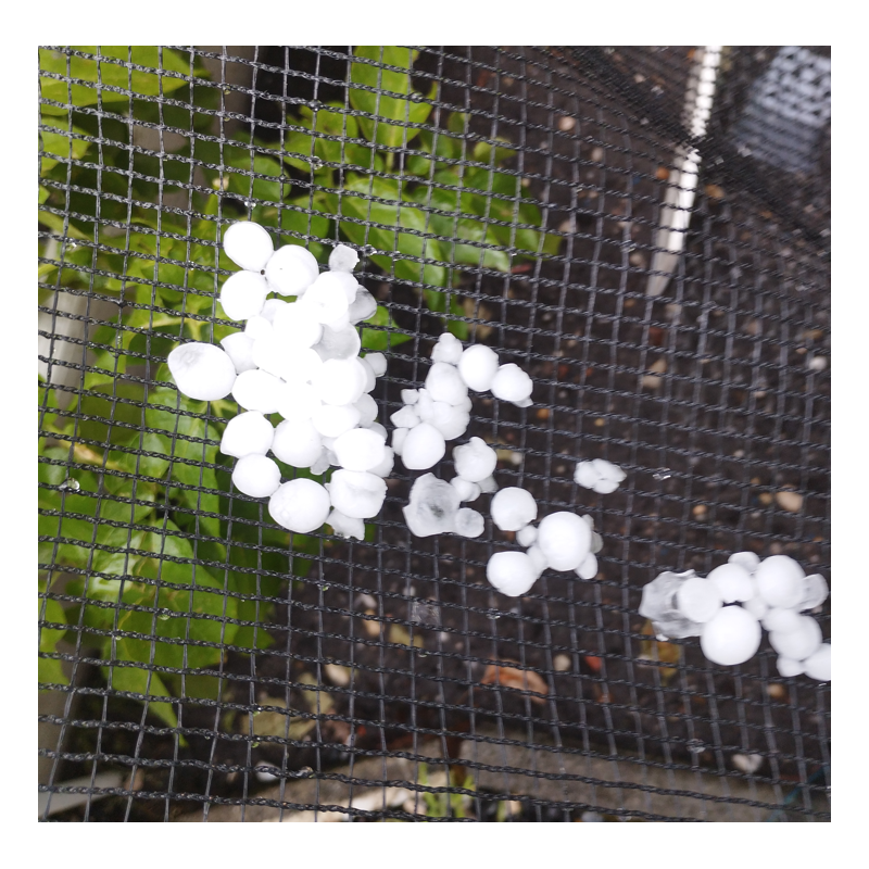 Filet anti grêle recouvert de grelons