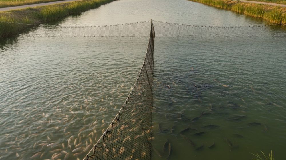 Filet de barrage pisciculture étangs bassin poissons polyéthylène maille 25 mm 50 mm