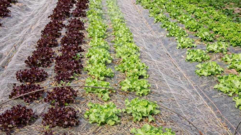 filet coton paillage sol plantation agriculture jardin potager file biodégradable écru