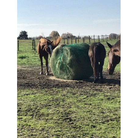 Chevaux mangent dans un filet à foin