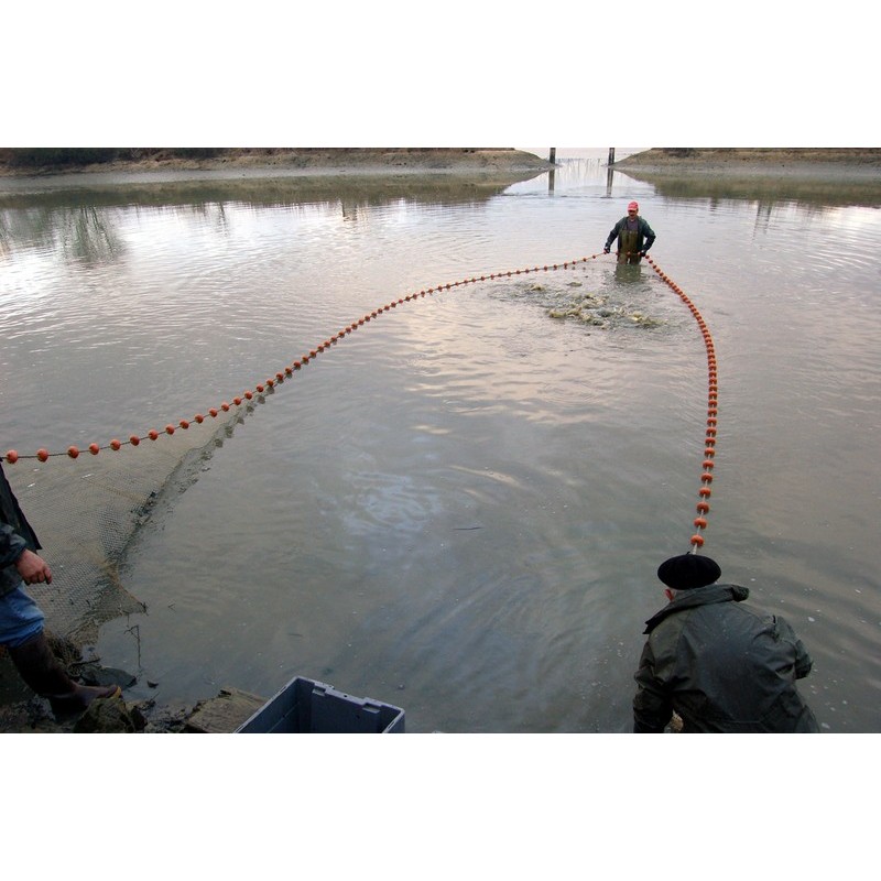 Carpes encerclées par une senne seine pisciculture filet pêche bassin poissons étang mer