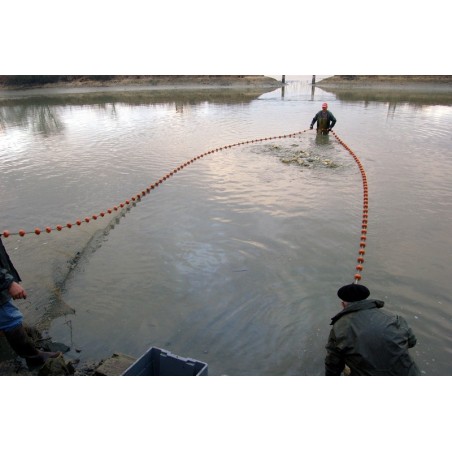 Carpes encerclées par une senne seine pisciculture filet pêche bassin poissons étang mer